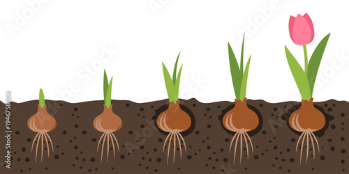 Tulip flower growth stages from bulb to bloom in soil  plant development process