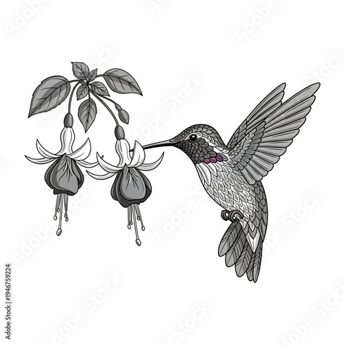 Graceful hummingbird feeding on fuchsia flowers in nature sketch