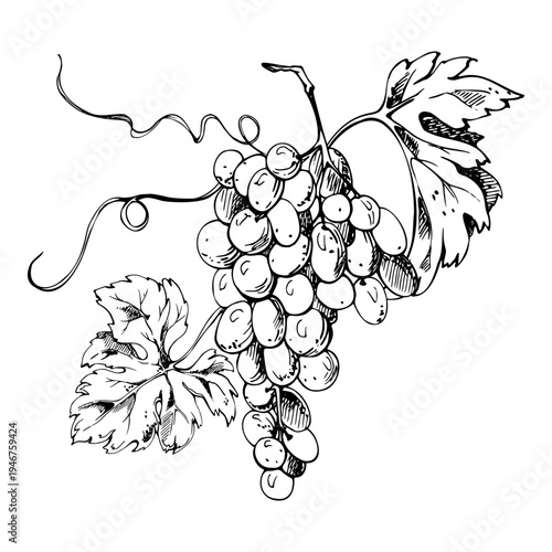 Decorative grapevine composition of lush grape clusters, veined leaves and flowing tendrils. Isolated hand drawn ink vector illustration. Winery labels, posters, culinary and wine-themed designs.