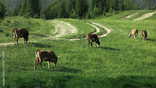 Peaceful countryside scene with cows grazing in a green field surrounded by beautiful mountain scenery