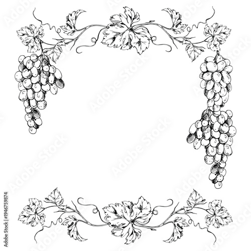 Spreading vineyard frame with stylized grapevine branches, hanging full grape berry clusters, botanical sketch. Vector illustration hand drawn in ink. Wine festivals, stationery, farmers market logos