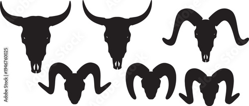 Animal Skull Remains and Bones