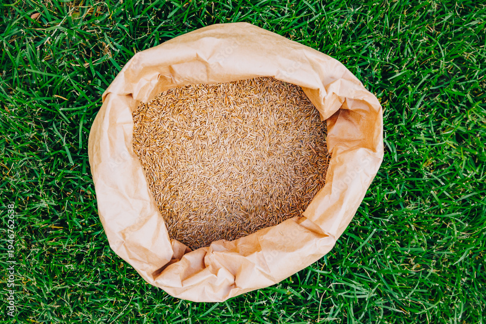 Fototapeta premium High angle view of grass seed mixture in an open bag on lush turf, lawn restoration concept