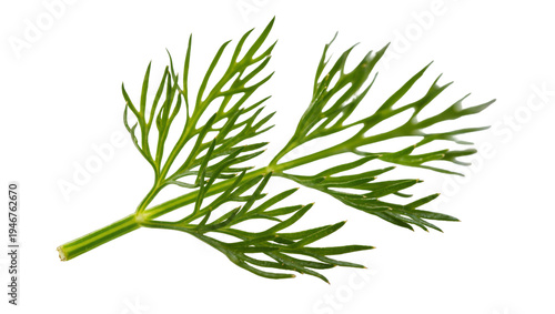 Fotografía Isolated vibrant green dill sprig, a popular fragrant fresh garden herb used for