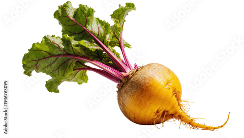 Bild auf Leinwand Isolated fresh golden beet with vibrant green and purple leaves, healthy organic