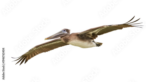 Bild auf Leinwand Isolated brown pelican flying with wings outstretched, graceful water bird in dy