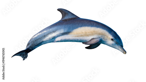 Fotografie Isolated majestic ocean dolphin, a beautiful marine mammal gracefully leaping th