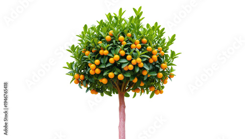 Quadro su tela Isolated vibrant kumquat tree brimming with ripe orange fruit and green leaves