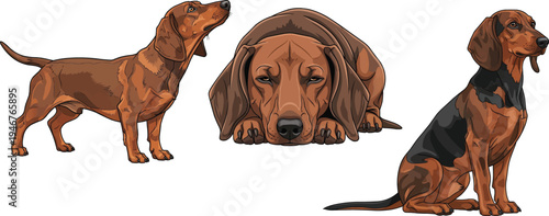 Alpine Dachsbracke dog lying down sitting standing pose set 