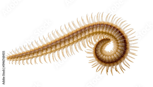Fotografia Isolated centipede arthropod with segmented body and numerous legs in a spiral s
