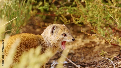 Yellow mongoose, sometimes referred to as the red meerkat. Wildlife and nature stock footage. 4K UHD video.