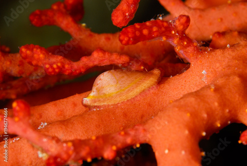 Fotografie Allied cowrie Dentiovula dorsuosa in a red coral, Indonesia