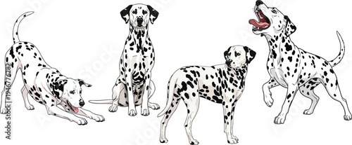 Dalmatian dog play bow sitting standing playful pose set