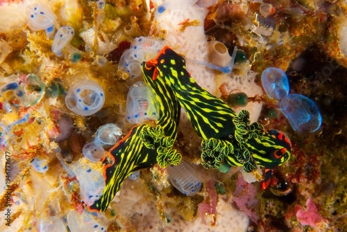 Konstfotografi Couple of nudibranchs Nembrotha kubaryana, Philippines