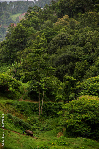 Photos Asian elephant walking with mahout in dense tropical forest landscape, Mae Win,
