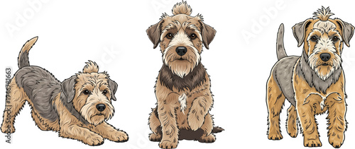 Dandie Dinmont Terrier dog walking forward sitting play bow pose set