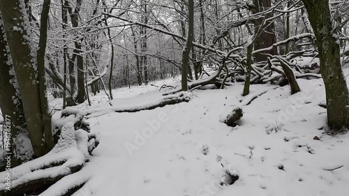 Walking through snowy winter forest with fresh snow covering trees and ground
