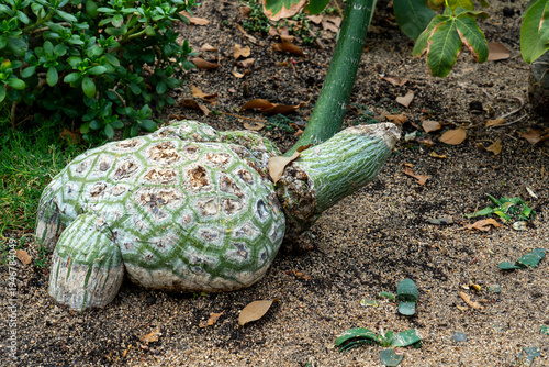 The turtle shell-like pattern base of the Pseudobombax ellipticum. Pseudobombax ellipticum is a species of plant in the subfamily Bombacoideae of the family Malvacea. 
