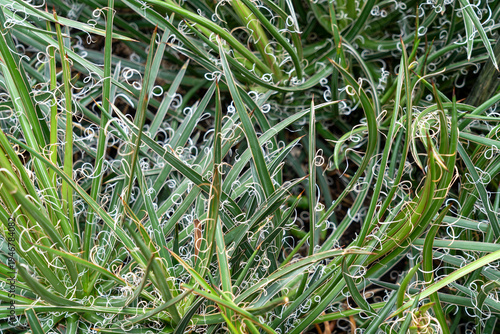 Close up of Agave schidigera. Agave schidigera is a slow growing, compact succulent native to Mexico. 
