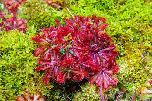 Close up of Drosera spatulata. Drosera spatulata, the spoon leaved sundew, is a variable, rosette-forming sundew with spoon-shaped leaves.