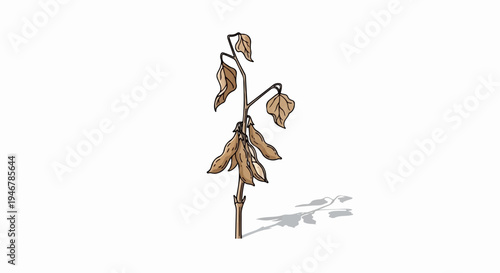 Stylized, hand-drawn illustration of a dry bean plant with pods and leaves, casting a shadow