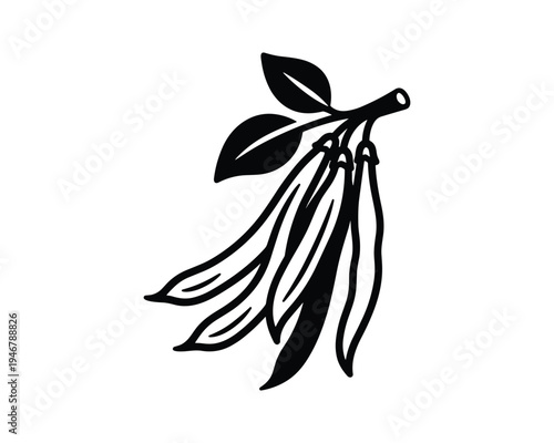 Hand drawn green bean pod branch with leaves organic vegetable illustration