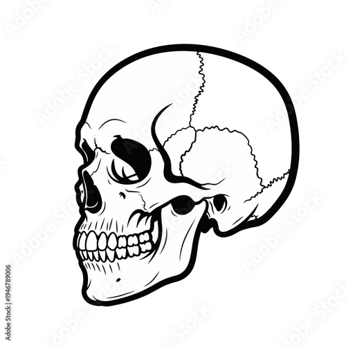 Human Skull Illustration Black.