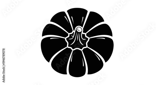 Black and white nautilus shell.