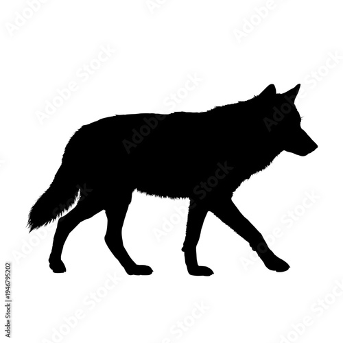 silhouette of a walking wolf  - vector illustration