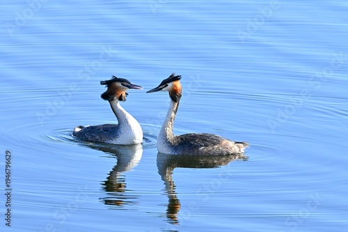 Canvas Print A family pair of great grebes, Podiceps cristatus, swimming peacefully in a lake
