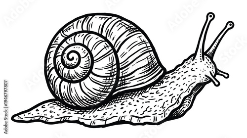 A detailed black and white snail illustration. Hand drawn sketch in a vintage engraving style. Perfect for nature, wildlife, or organic-themed designs and logos.