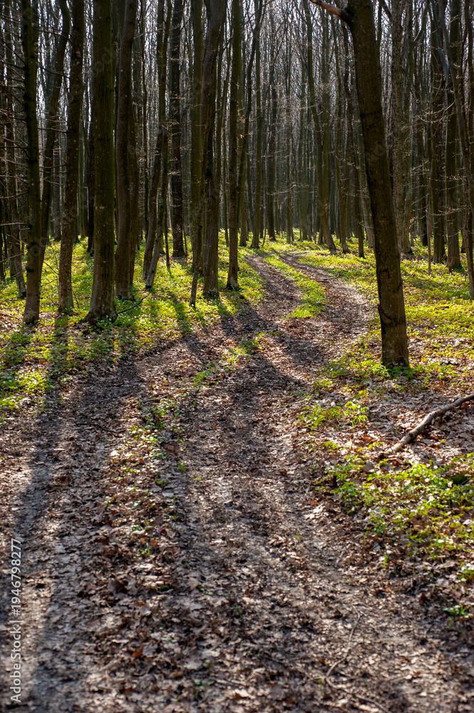 Fototapeta premium European deciduous forest in spring, the path leads among the greenery
