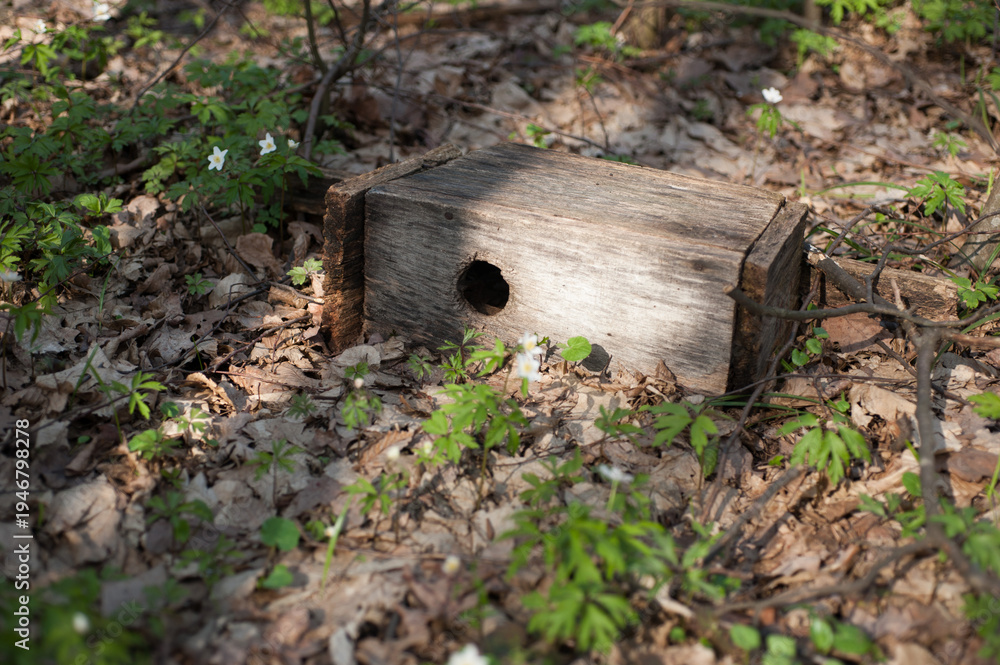 Fototapeta premium a birdhouse for birds lying on the ground among fallen leaves and spring flowers.