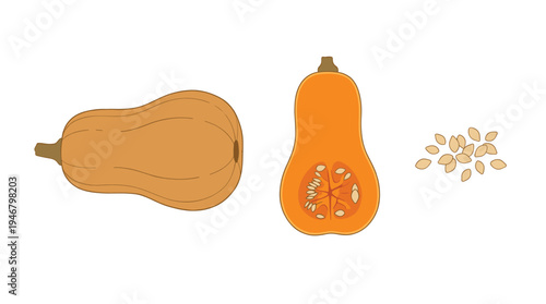 Detailed vector illustration of butternut squash, featuring whole, halved fruit with seeds. Ideal for recipe designs, culinary blogs, and healthy food concepts.