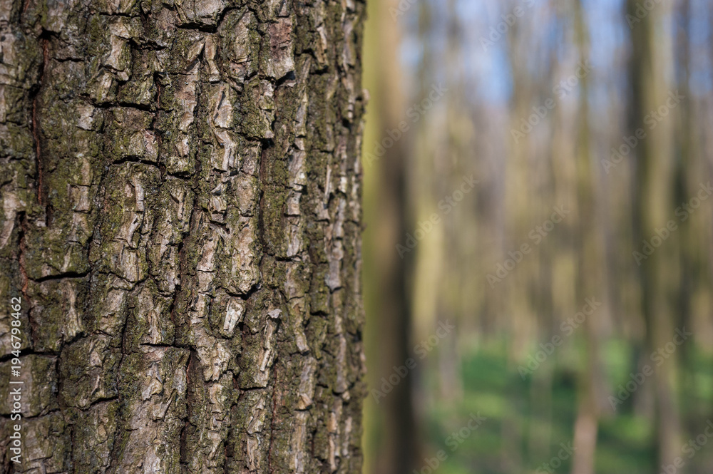 Fototapeta premium close-up of tree bark texture, beautiful bokeh of blurred spring forest