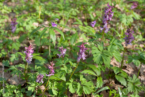 The purple flowers are collected in inflorescences of Corydalis