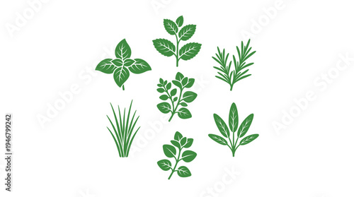 A set of green vector icons featuring popular culinary herbs like basil, mint, and rosemary. Perfect for cooking, food branding, menus, and organic product design.