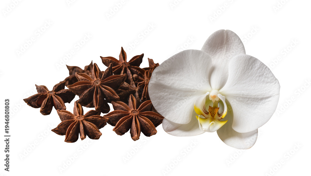 Fototapeta premium Isolated Star anise spice and elegant white orchid flower for aroma and fragrance