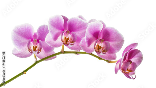 Isolated elegant vibrant pink orchid flowers blooming on a delicate green branch