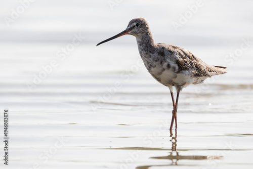 Quadro su tela Spotted redshank (Tringa erythropus) at Balgzandpolder (Den Helder, the Netherla