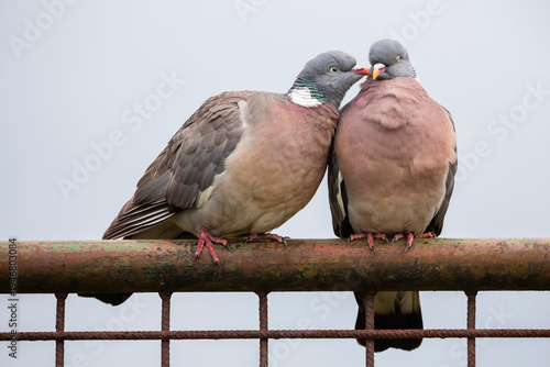 Loving common wood pigeon couple on an iron fence in the Netherlands