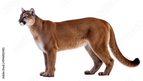 Photography Isolated majestic puma with striking eyes standing in profile, a powerful North