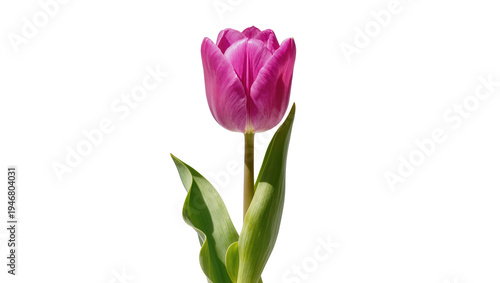 Isolated vibrant pink tulip flower with fresh green leaves, elegant spring blossom studio shot.
