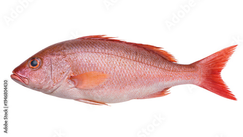 Fotografija Isolated fresh whole red snapper fish, a delicious seafood for healthy cooking