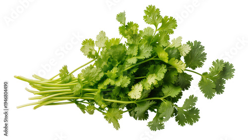 Canvas Print Isolated fresh green vibrant cilantro bunch, fragrant herb for cooking, healthy