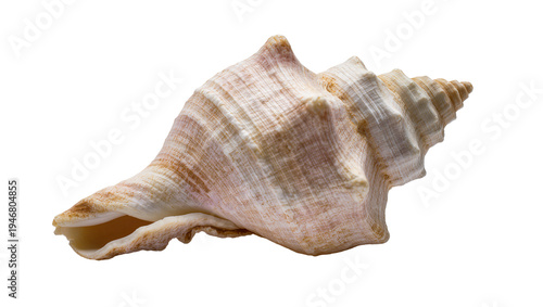 Fotografie Isolated beautiful conch shell showcasing its elegant spiral shape and natural t