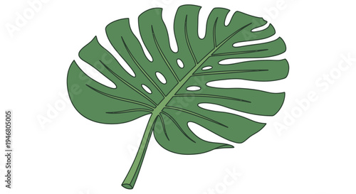Monstera Deliciosa Leaf Illustration Green Foliage.