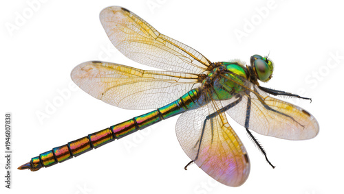 Isolated vibrant iridescent dragonfly with delicate translucent wings and a colorful segmented body.