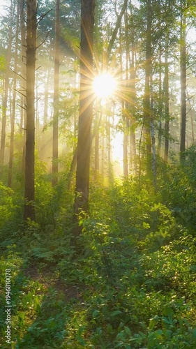 Wallpaper Mural Golden sunrise in misty summer forest, vertical shot of sun rays breaking through the tall trees. Sunlight streaming through tree trunks in peaceful park. Stunning forest with sunstar and morning mist Torontodigital.ca