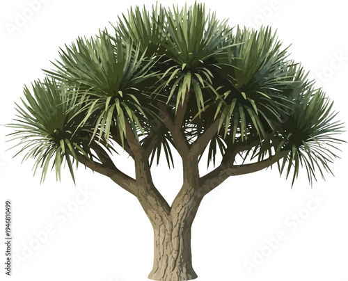 Isolated mature dracaena draco tree specimen features a thick textured trunk branching out into dense tufts of long spiky green leaves perfect for architectural visualization projects
